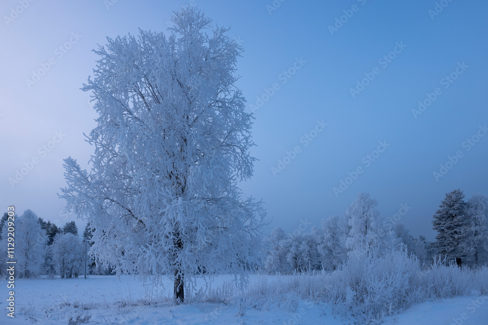 Raureif in einer verschneiten winterlichen Landschaft mit Bäumen