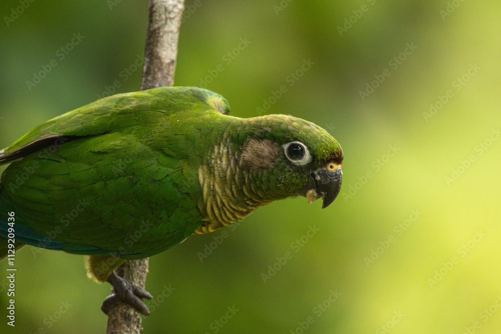 Fototapeta premium Birds of the Atlantic Forest - Brazil