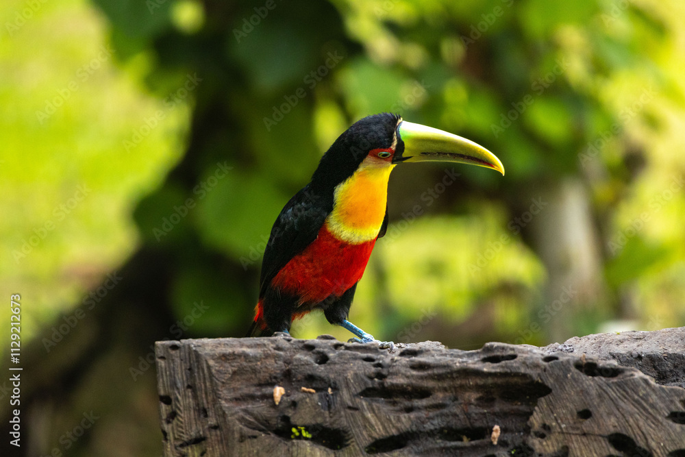 Fototapeta premium Birds of the Atlantic Forest - Brazil