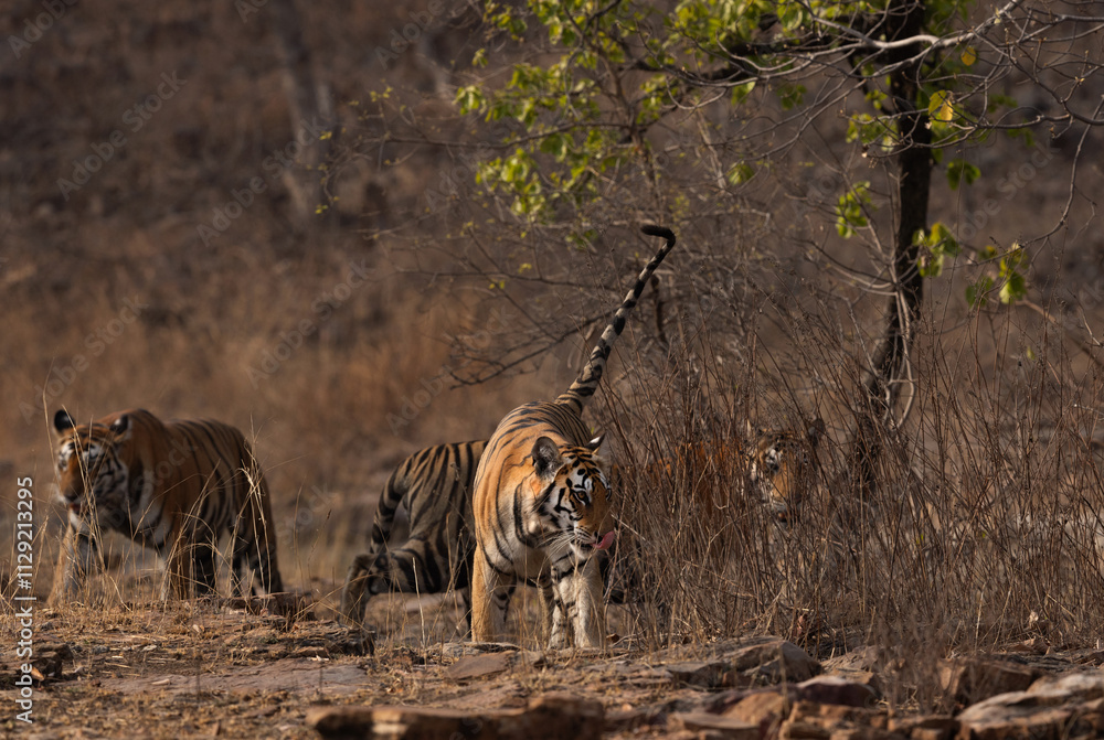 Tiger cubs in the jungle of Panna Tiger Reserve, Madhya pradesh, India Tiger cubs in the jungle of Panna Tiger Reserve, Madhya pradesh, India