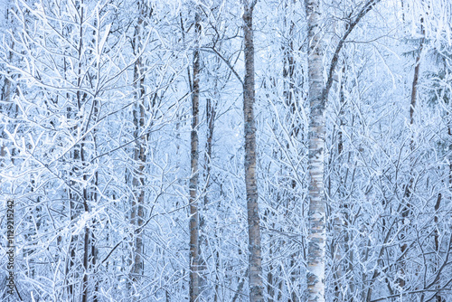 Raureif in einer verschneiten winterlichen Landschaft mit Bäumen