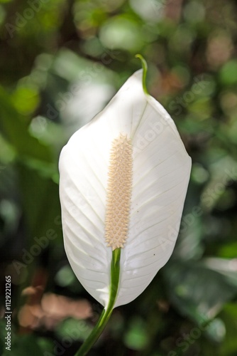 Close up of peace lily with a green backdrop in natural light photo