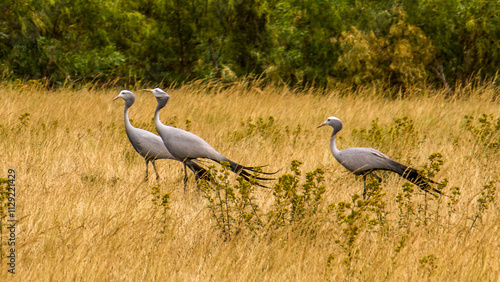 Three blue cranes in grassland savannah