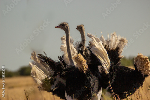 ostrich in the wild