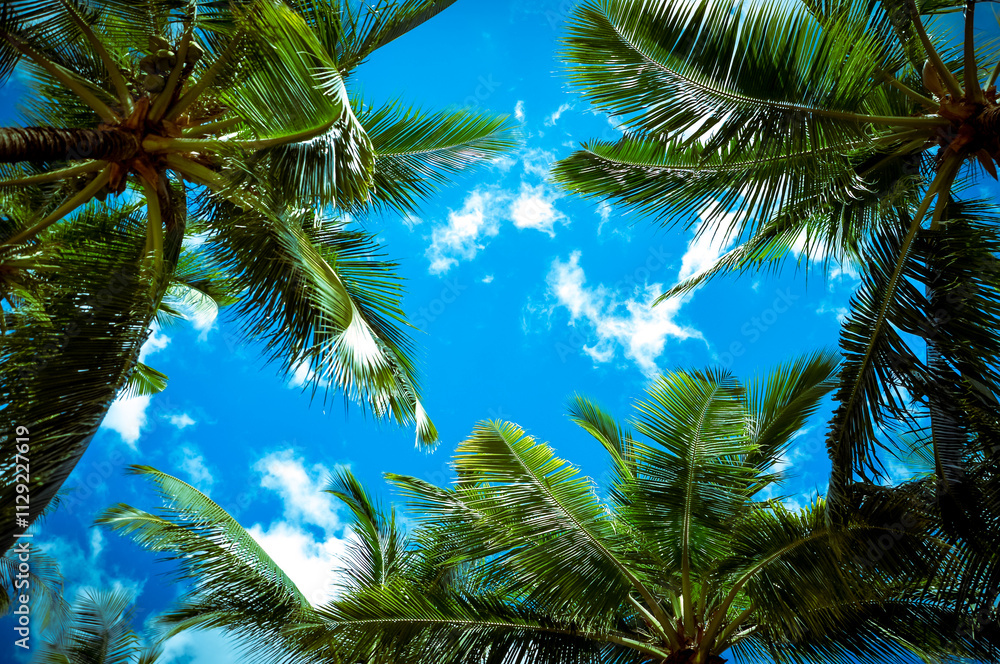 Fototapeta premium Coconut trees on blue sky