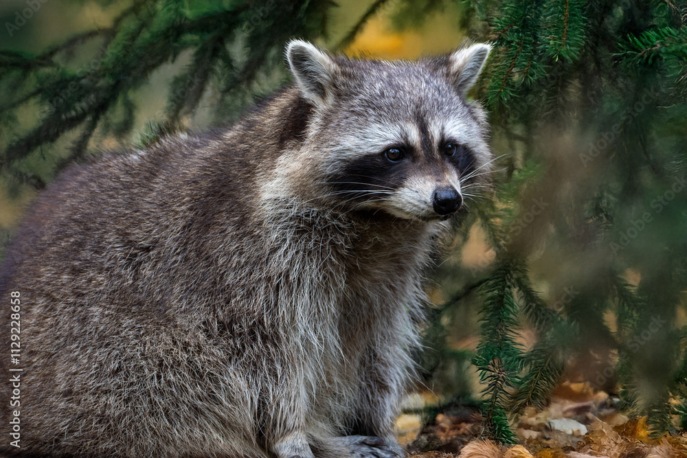Waschbär auf der Lauer Waschbär auf der Lauer