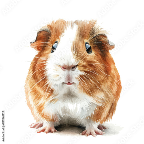 A watercolor drawing of a guinea pig, isolated on a white background. Guinea pig vector.