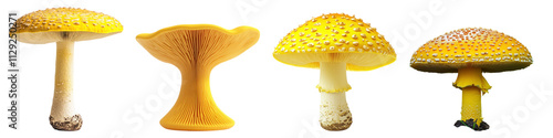 Collection of Yellow fresh Mushroom isolated on transparent background, Set of