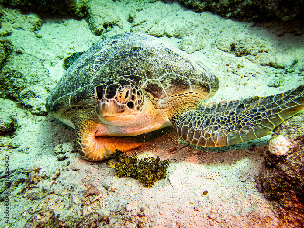 Obraz premium underwater life