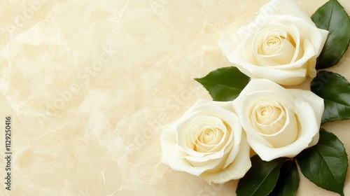 Three elegant white roses on a soft, textured background.
