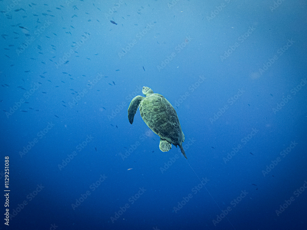 underwater life underwater life