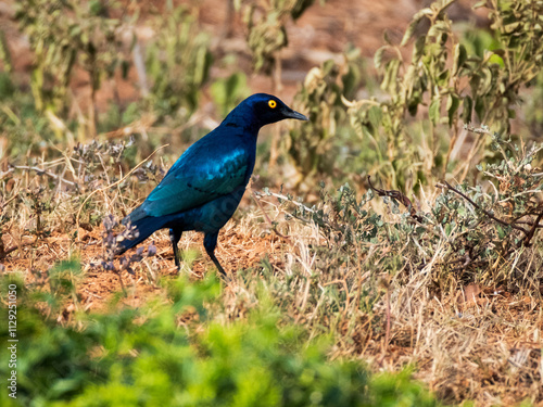 Glossy Starling in the wild