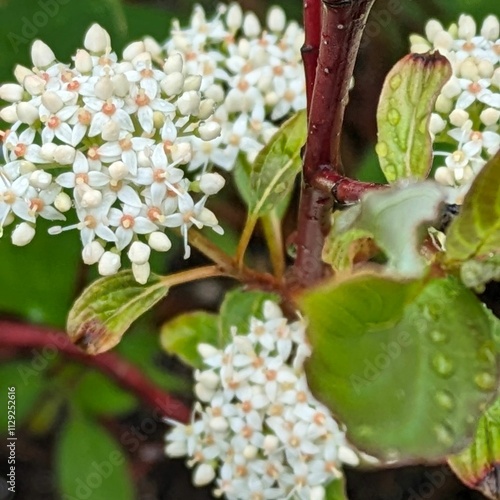 Macro photography is a form of close-up photography that magnifies small subjects or details, often making them appear larger than life. It is commonly used to capture intricate patterns, textures, an photo