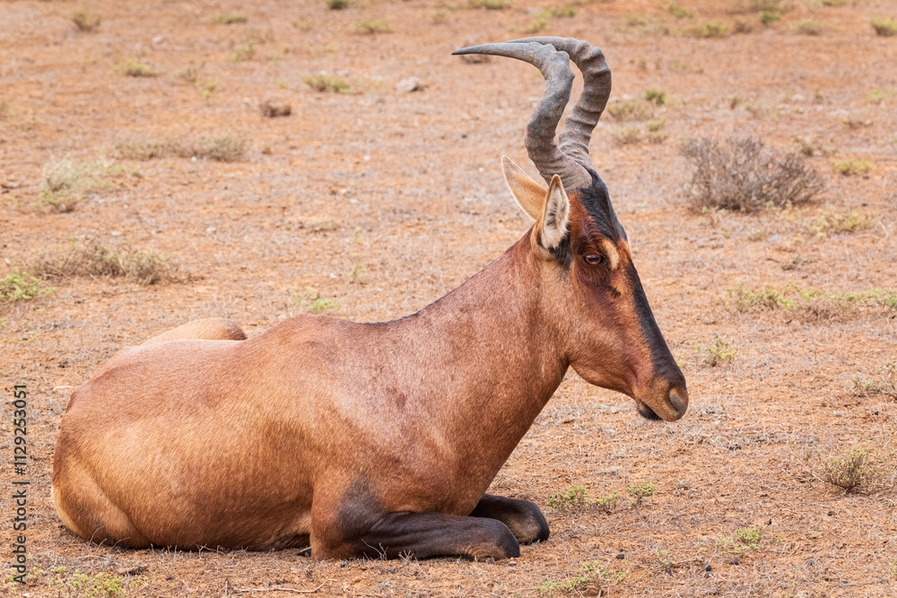 Fototapeta premium impala in the savannah