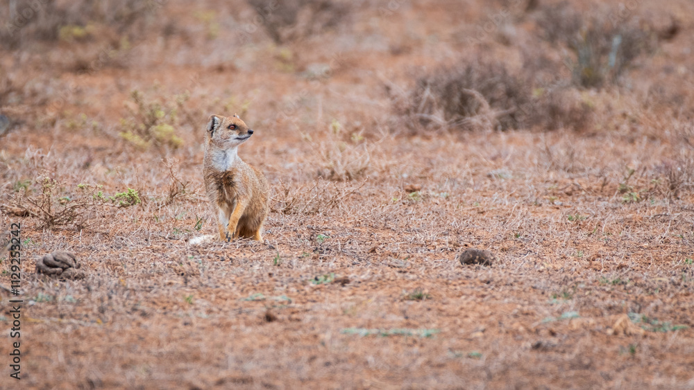 Yellow Mongoose in Southafrica Yellow Mongoose in Southafrica