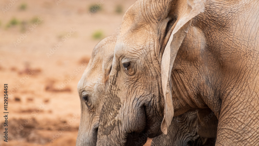 Fototapeta premium close up of two elephants