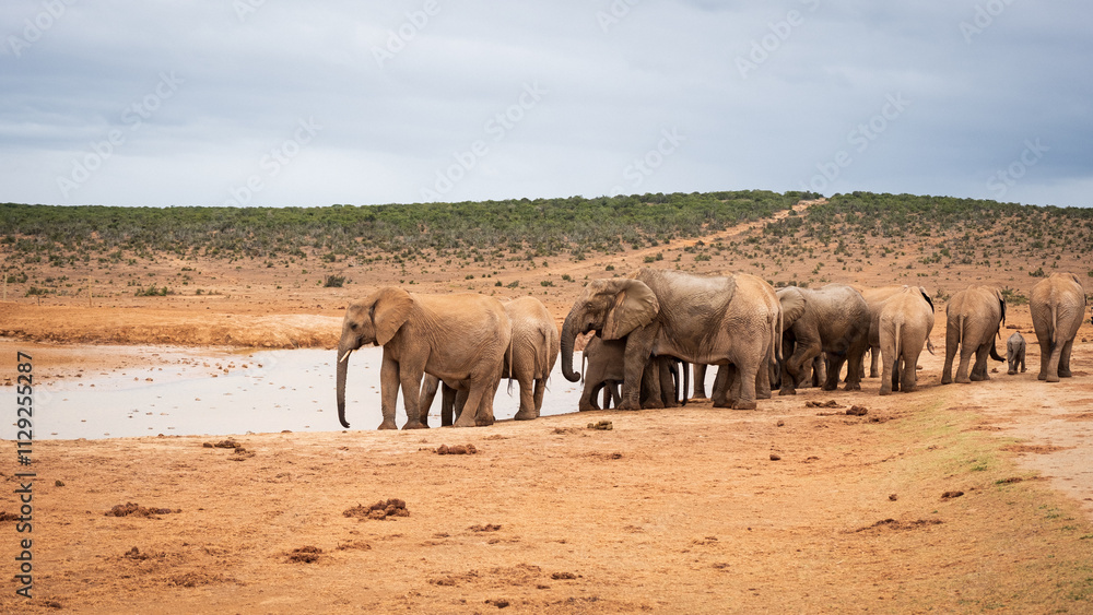 Fototapeta premium elephants in the savannah