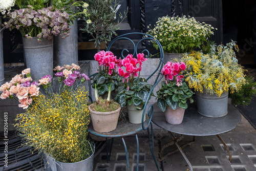  cyclamens, clay pots, iron chairs, oleander, Masterworts, astrantia, Genista, carnations, mimosa, daisies, tin vases, water, flower shop, entrance, bouquets, decorations. photo