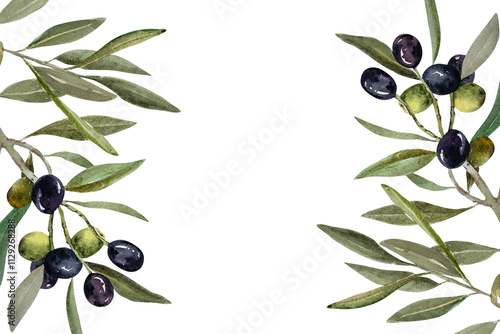 Olive branch with green and black olive berries watercolor illustration.Watercolor frame of olive branches. Hand drawn botanical illustration for design.