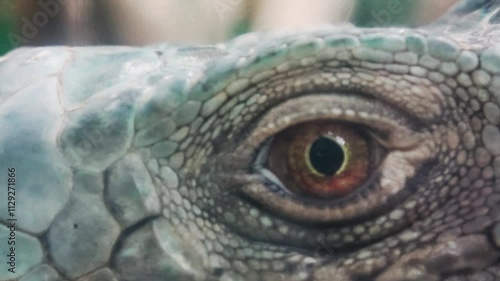 Close-up: A green iguana's eye with dilated pupils and a startled expression photo