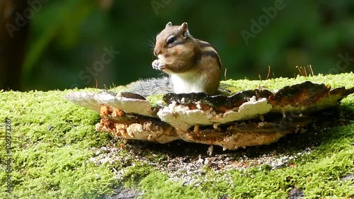 Chipmunk on a tree mushroomin photo