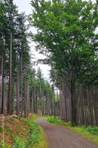 Serene Forest Pathway Through Lush Greenery in Tranquil Woodland Setting