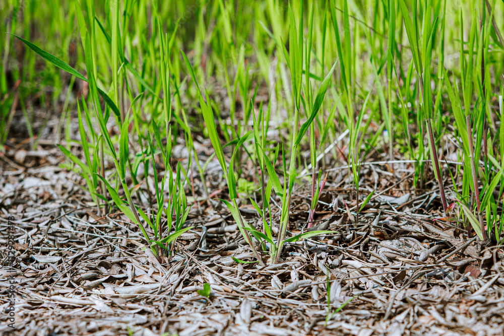 Grass sprouts from the ground covered with last year's leaves. Spring green grass in the bright sun Grass sprouts from the ground covered with last year's leaves. Spring green grass in the bright sun