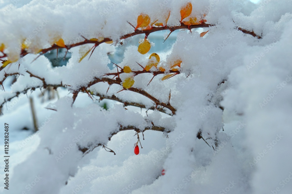 The beautiful branches of the barberry are covered with the first fluffy snow in November. orange and red leaves peek through the snow. High quality photo The beautiful branches of the barberry are covered with the first fluffy snow in November. orange and red leaves peek through the snow. High quality photo
