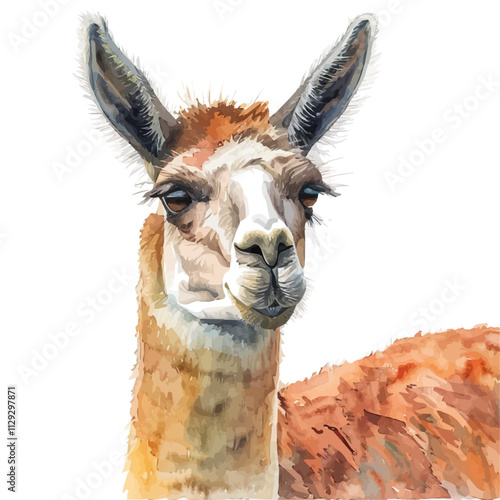 A watercolor drawing of a Llama, standing on a mountain. Llama vector.