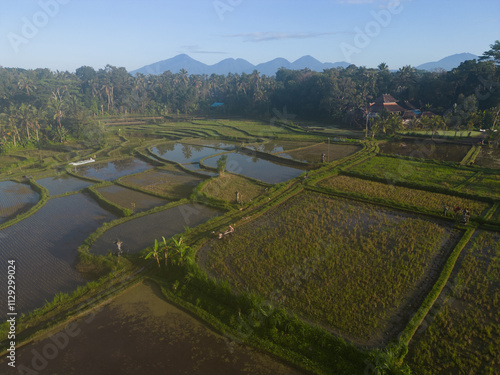 фотографія Lush green rice paddies stretch across the landscape with distant mountains in the background