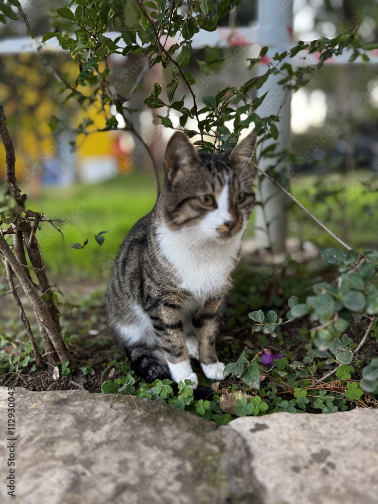 street cat walks lies down resting. High quality photo