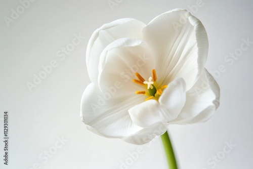A close-up view of a white flower in a decorative vase, great for decorative or floral arrangements