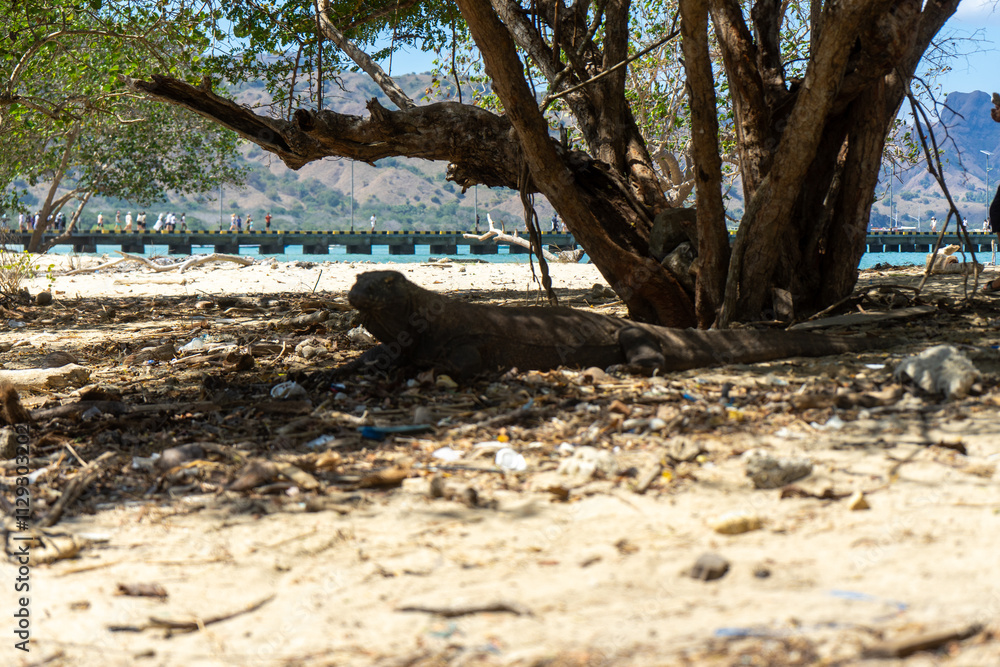 A serene beach view with tree shade and distant mountains. A serene beach view with tree shade and distant mountains.
