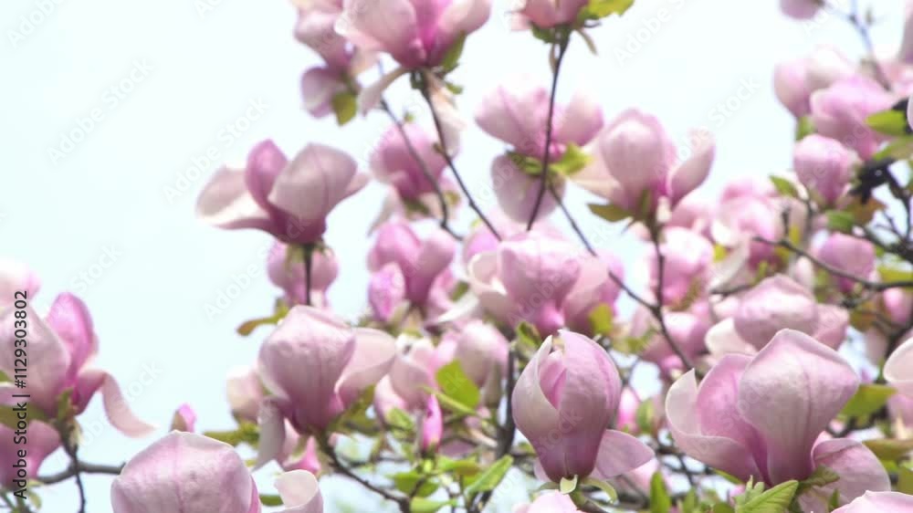 Pink magnolia flowers. Flower bud on a tree branch in the garden Pink magnolia flowers. Flower bud on a tree branch in the garden
