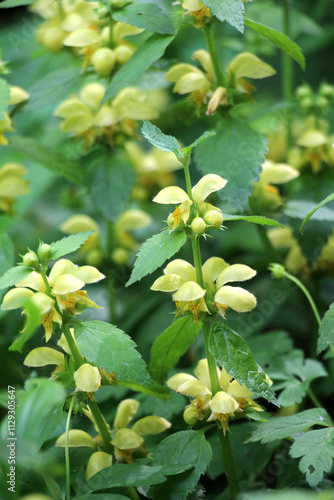 In spring, yellow deaf nettle (Lamium galeobdolon) blooms in the forest