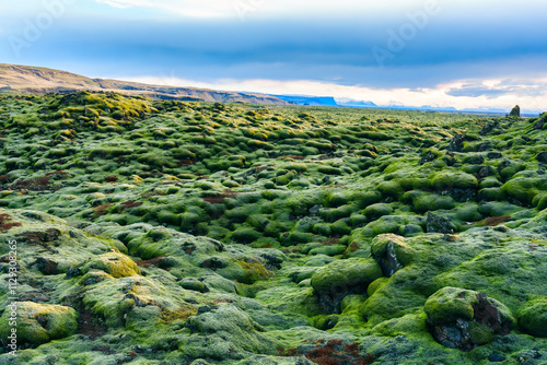 Eldhraun lava field overgrown with mossy on summer in Iceland photo