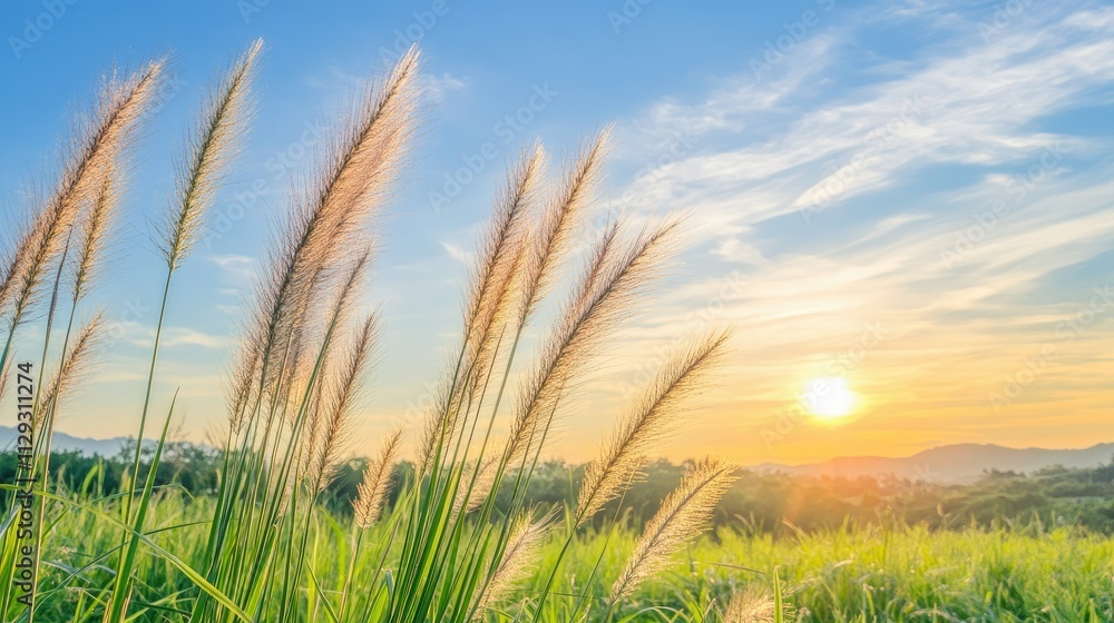Tall flowering grass on green meadow at sunrise or sunset Tall flowering grass on green meadow at sunrise or sunset