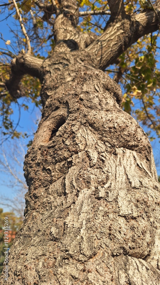A tree with a thick trunk and leafy branches from a low angle up A tree with a thick trunk and leafy branches from a low angle up