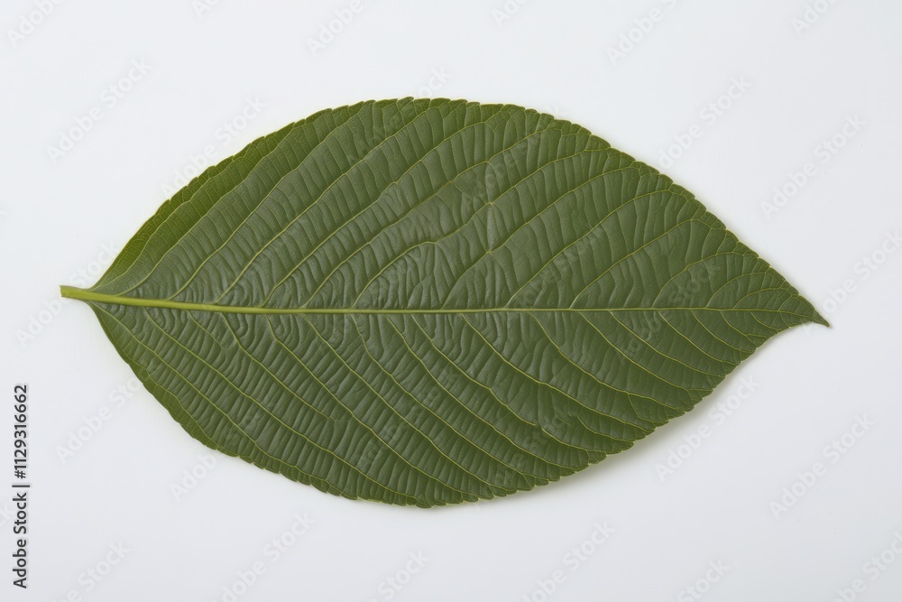 Single green leaf isolated on white background. Single green leaf isolated on white background.