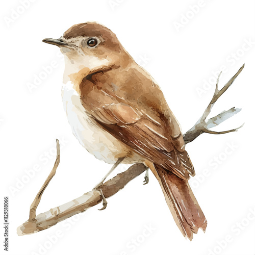 A watercolor drawing of a nightingale, isolated on a white background. Nightingale vector.