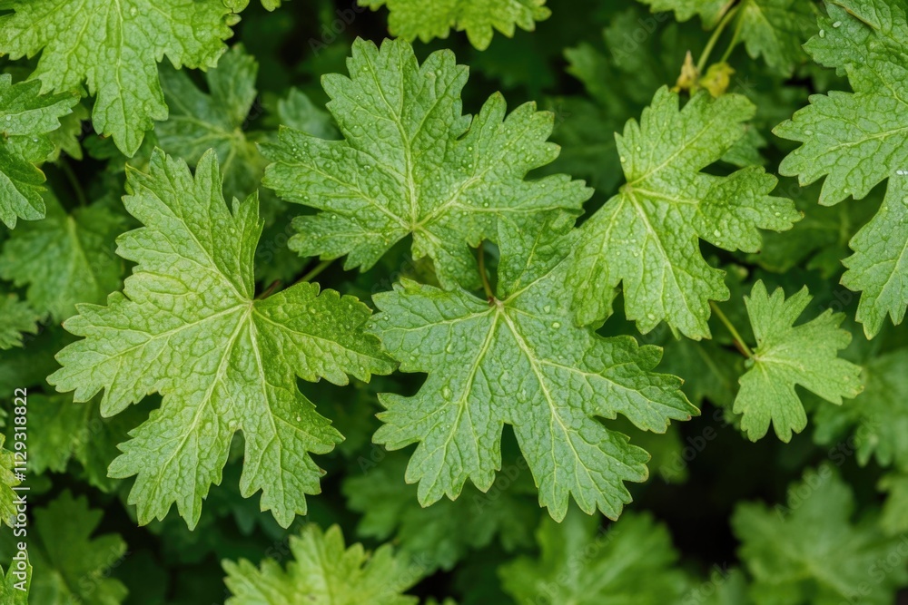 A detailed view of a leafy plant, perfect for highlighting small features or textures A detailed view of a leafy plant, perfect for highlighting small features or textures