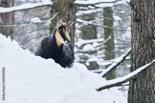 A chamois is lying in the snowy forest. Rupicapra rupicapra