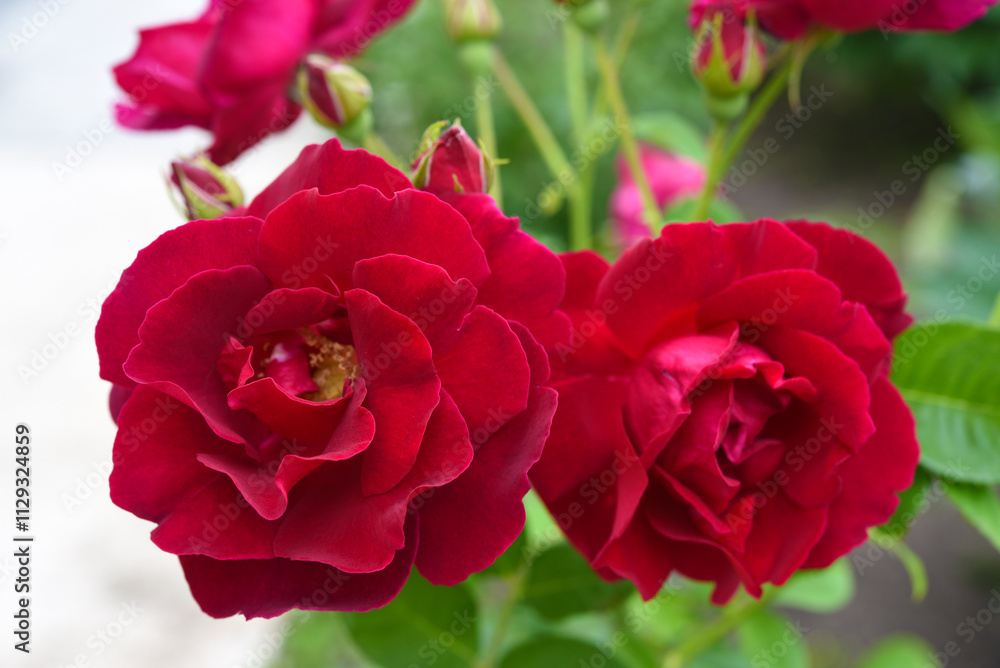 Dark red rose flowers on a green bush. A beautiful rose in the garden. Dark red rose flowers on a green bush. A beautiful rose in the garden.