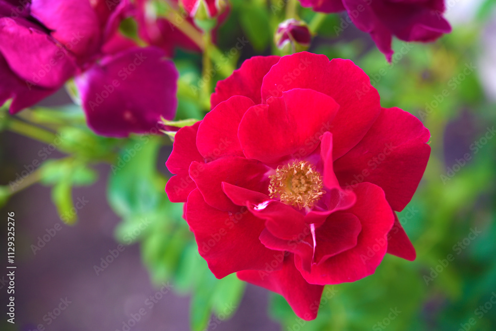 Dark red rose flowers on a green bush. A beautiful rose in the garden. Dark red rose flowers on a green bush. A beautiful rose in the garden.