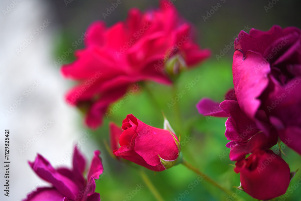Obraz premium Dark red rose flowers on a green bush. A beautiful rose in the garden.