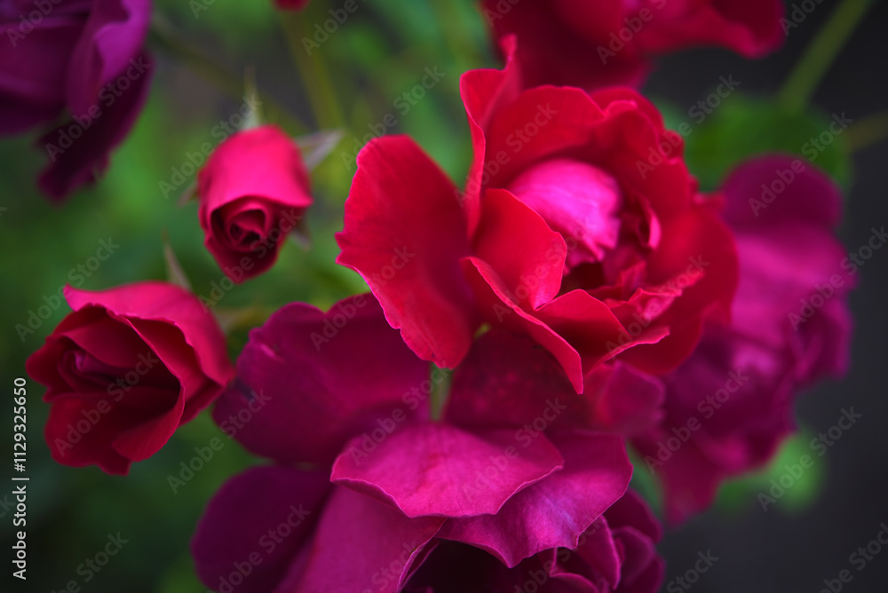 Dark red rose flowers on a green bush. A beautiful rose in the garden. Dark red rose flowers on a green bush. A beautiful rose in the garden.