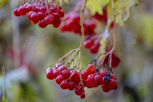 Εκτύπωση καμβά Red berry viburnum
