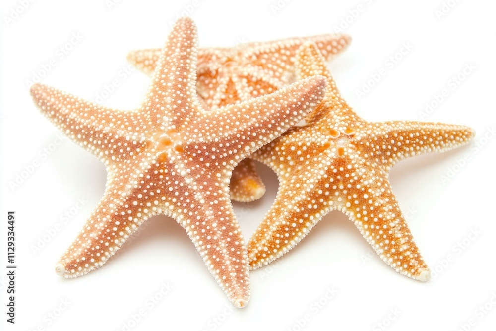 A group of starfish sit on a white background A group of starfish sit on a white background