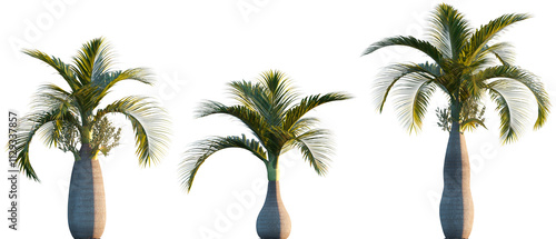 Hyophorbe lagenicaulis (bottle palm or palmiste gargoulette) palm frontal isolated png on a transparent background perfectly cutout photo