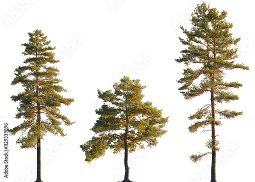 Foto Pinus sylvestris tree big tall isolated png on a transparent background premium